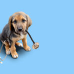 puppy:2rsc_-dctre= dog