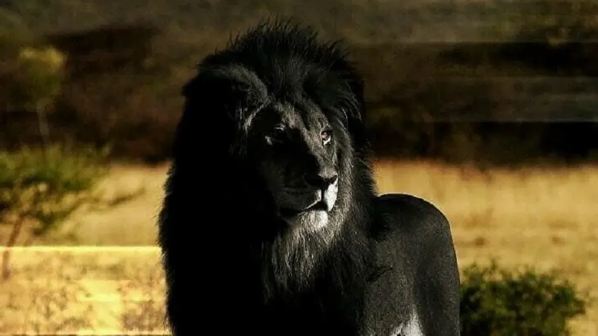 Black Lion